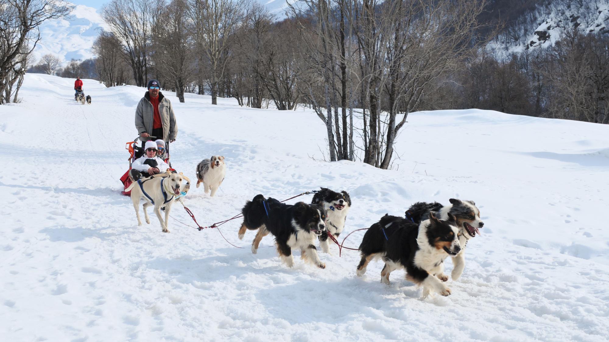 Chiens traineaux 