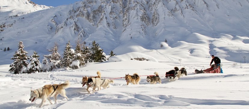 chiens-traineau-tignes